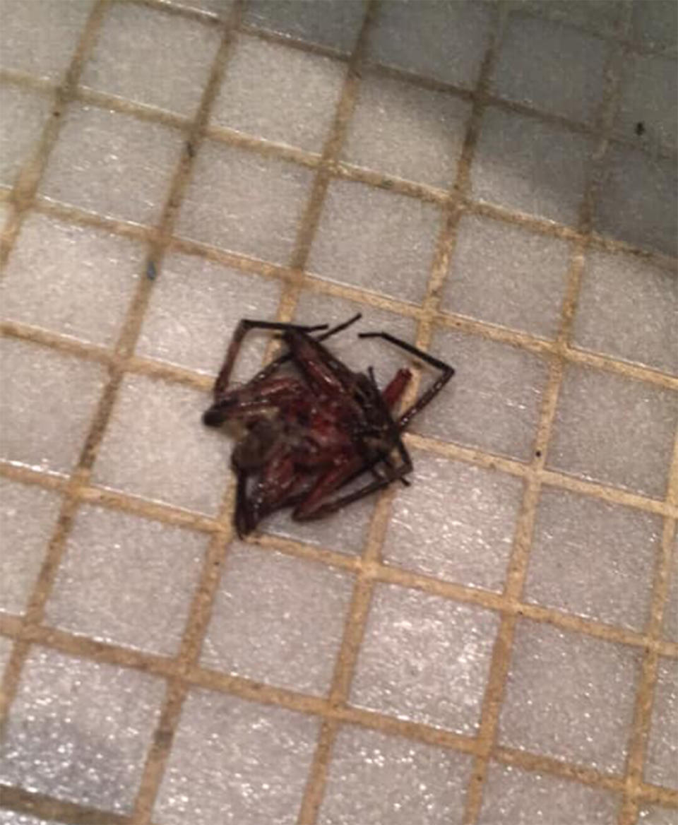 The woman was slammed for posting this image of a dead spider online.