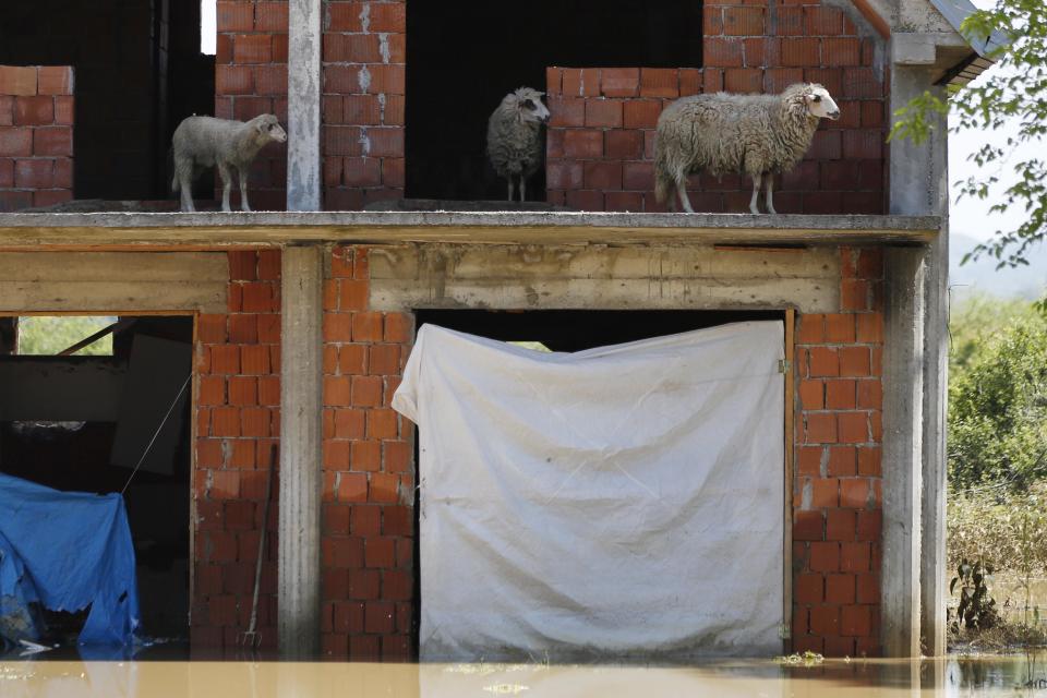 Sheep are seen on the terrace of a flooded house in Obrenovac