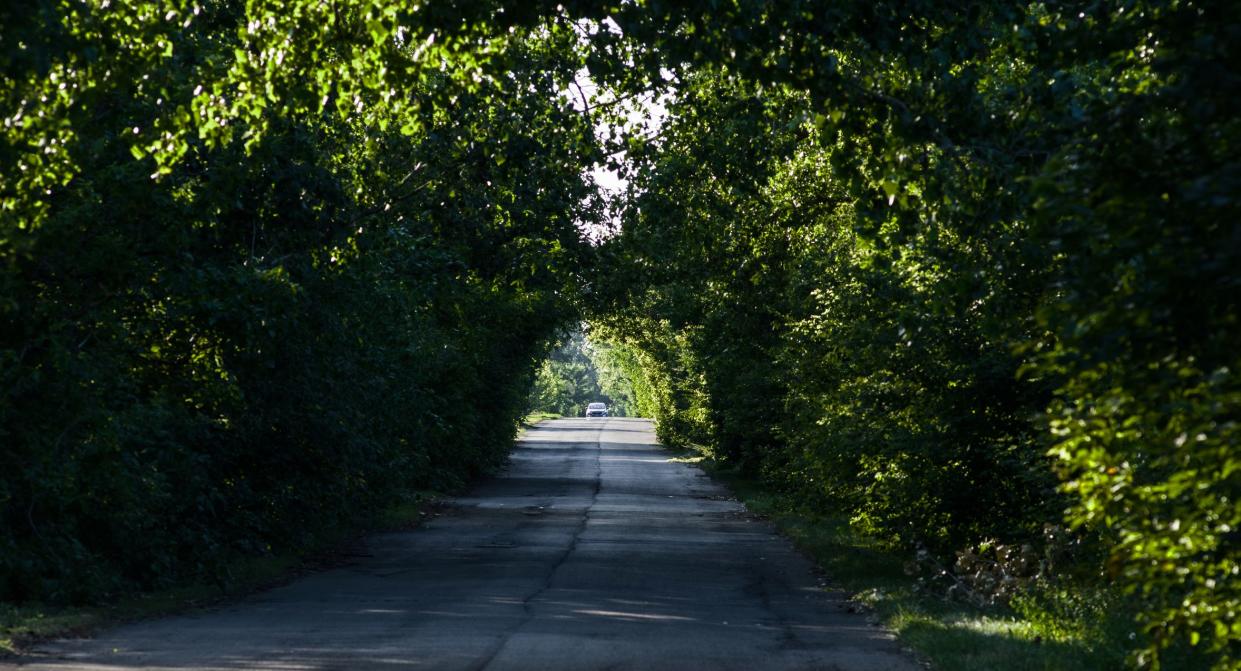 Car in the natural tunnel of trees on a country road. Selective focus.