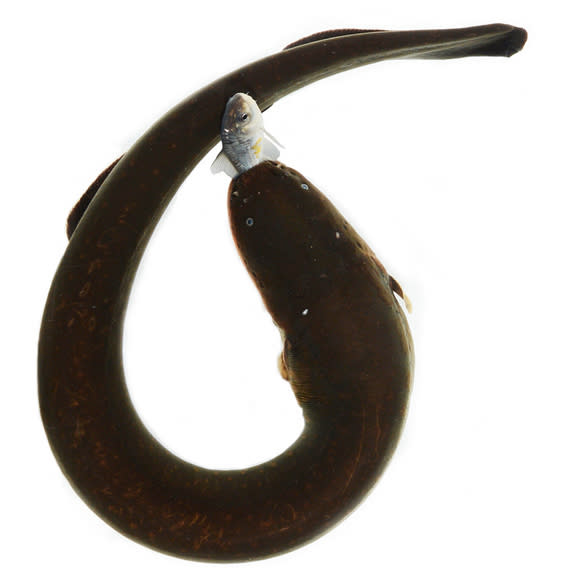 An electric eel curls its body to deliver a powerful shock to a prey item.