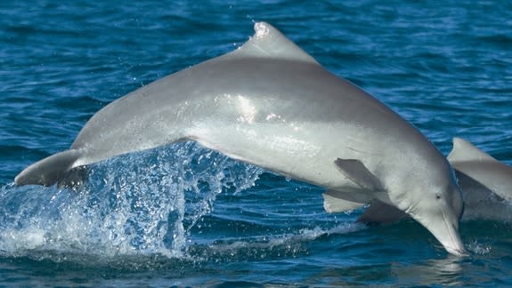 This new species, the Australian humpback dolphin, swims in the waters north of Australia.