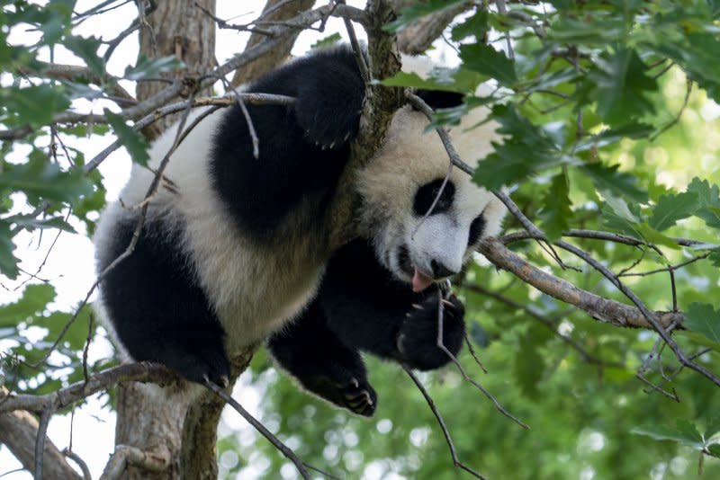 Xiao Qi Ji, 9-month old male giant panda cub plays in a tree at the Smithsonian National Zoo in Washington in 2021. The cub was sent back to China last November. File Photo by Tasos Katopodis/UPI