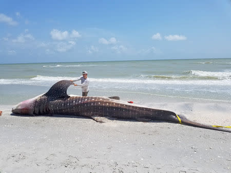 FILE PHOTO: A dead whale shark is examined after being washed up along the shore of Sanibel Island, Florida, U.S., in this photo taken July 22, 2018. Courtesy of Florida Fish and Wildlife Conservation Commission/Handout via REUTERS