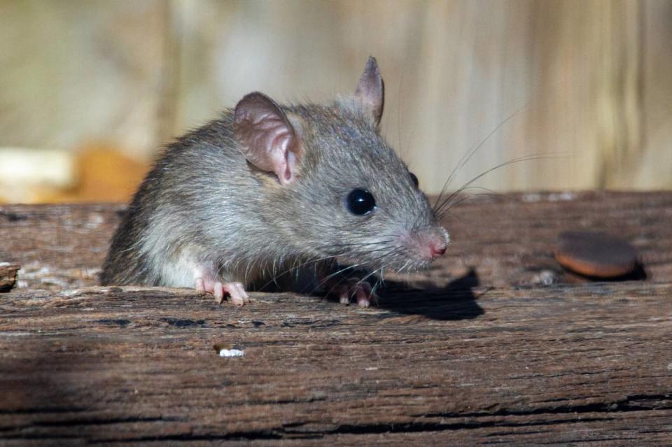 Rat infestations will increase this month, experts say. But why?