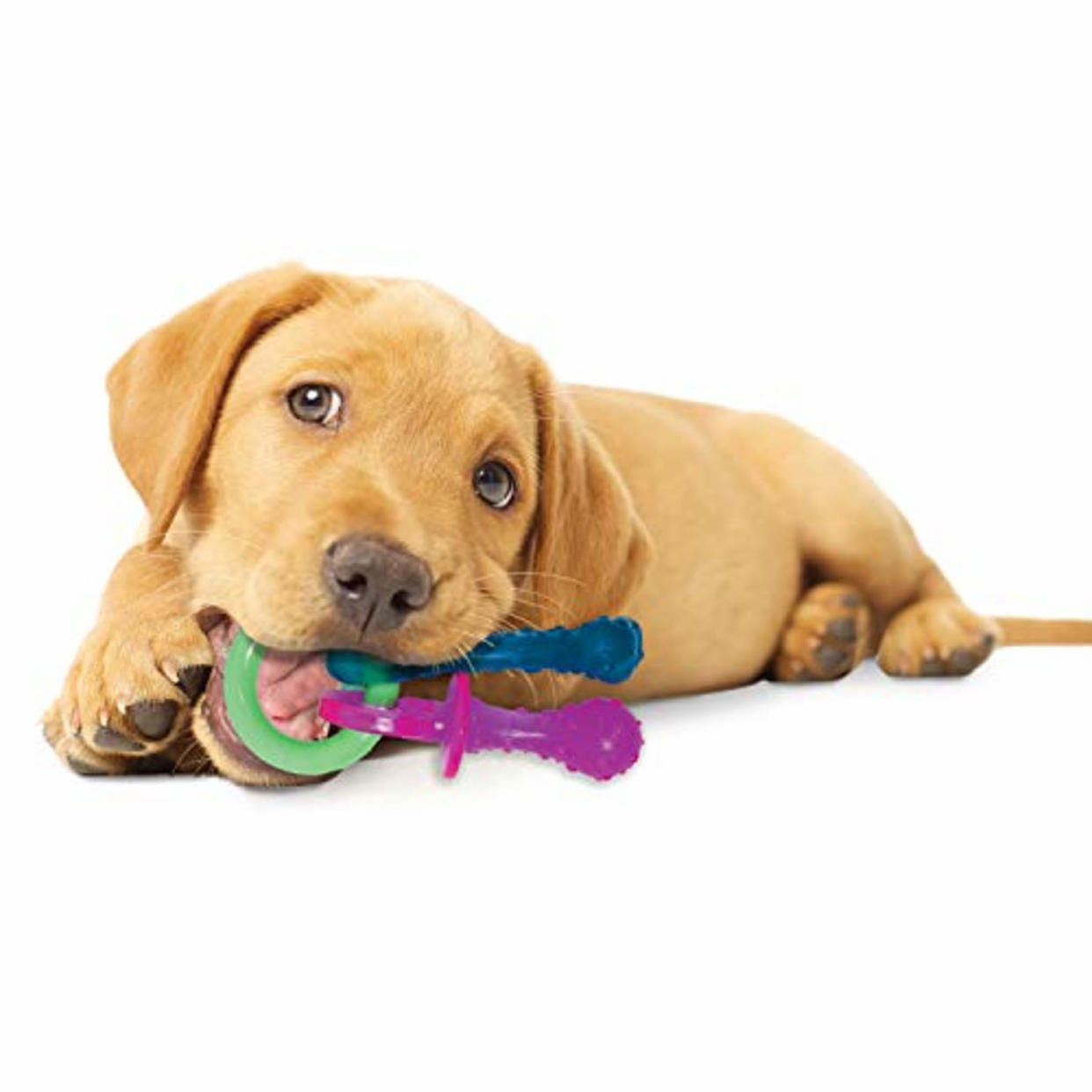 Nylabone Puppy Teething Chew Toys (Amazon / Amazon)