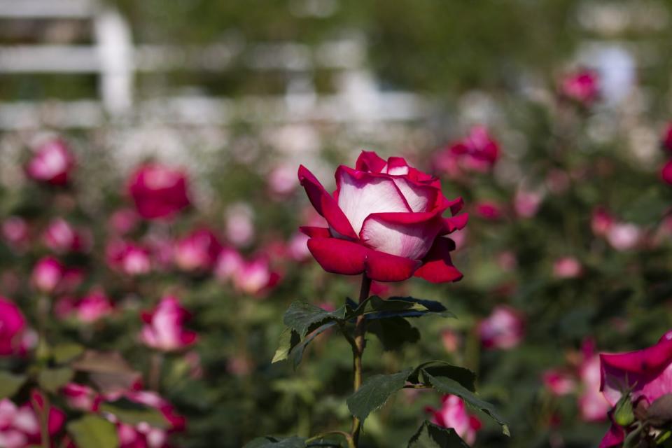 osiria pink and white roses in garden