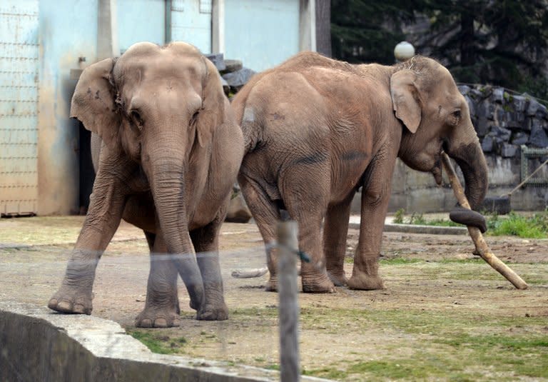 Baby and Nepal -- the two elephants suffering from tuberculosis -- wait in their enclosure at Lyon's Parc de la Tete d'Or zoo on January 6, 2013. French President Francois Hollande will not intervene in the case of two ailing zoo elephants whose death sentence led Brigitte Bardot to threaten to go into exile in Russia, according to his office