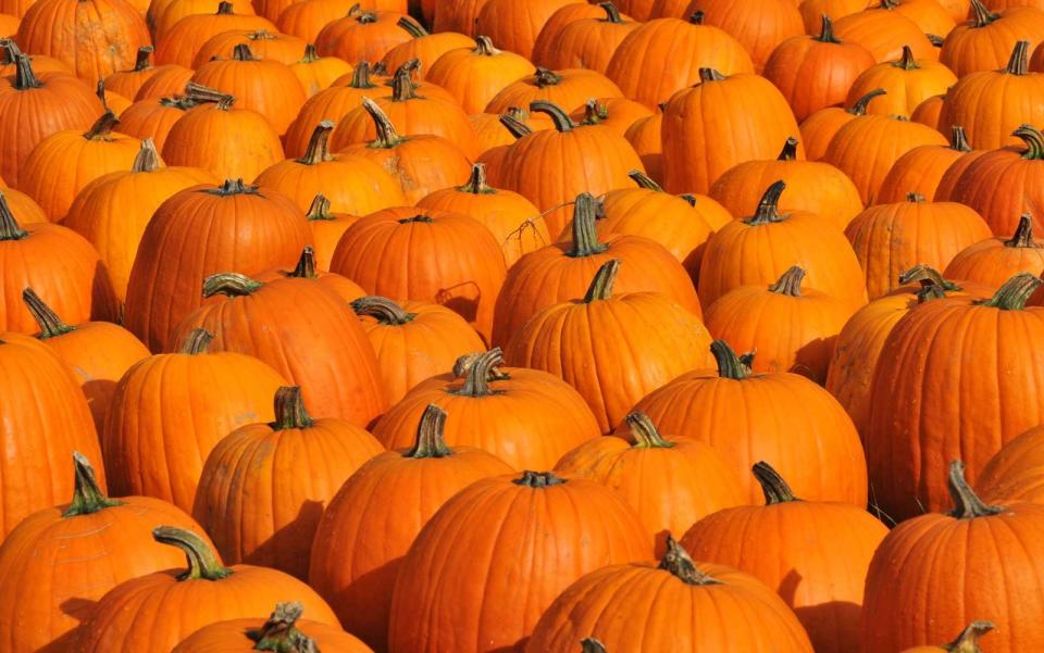 The 25 Best Pumpkin Patches in the U.S.