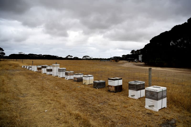 Bee hives in Kangaroo Island, Australia