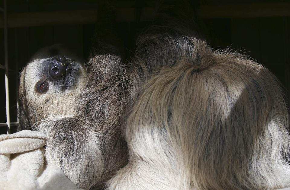 Fernando, the two-toed sloth, falls asleep inside his habitat at the Phoenix Zoo Monday, April 27, 2020, in Phoenix. The pandemic has jeopardized zoos around the world that have been forced to close but rely on ticket sales. The struggle has some zoos turning to social media to engage with people who can no longer visit and raise some much-needed cash. (AP Photo/Ross D. Franklin)