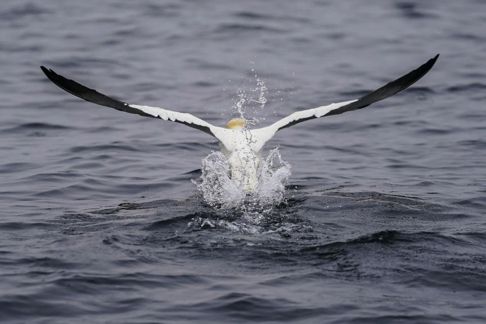 A northern gannet pushes off as it takes flight from the Gulf of St. Lawrence near Bonaventure Island off the coast of Quebec, Canada's Gaspe Peninsula, Tuesday, Sept. 13, 2022. Northern gannets are considered sentinels of the marine ecosystem. Their struggles to feed and breed in a warming climate are being closely watched by scientists. (AP Photo/Carolyn Kaster)