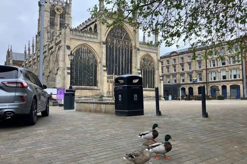 Hull Minster viewed from ground level plus a random flock of mallard ducks