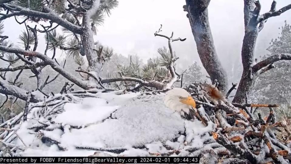 Jackie keeps her three eggs warm during the Feb. 1 snow storm in Big Bear, California.