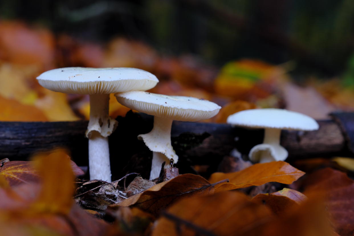 Death cap mushrooms can be deadly.