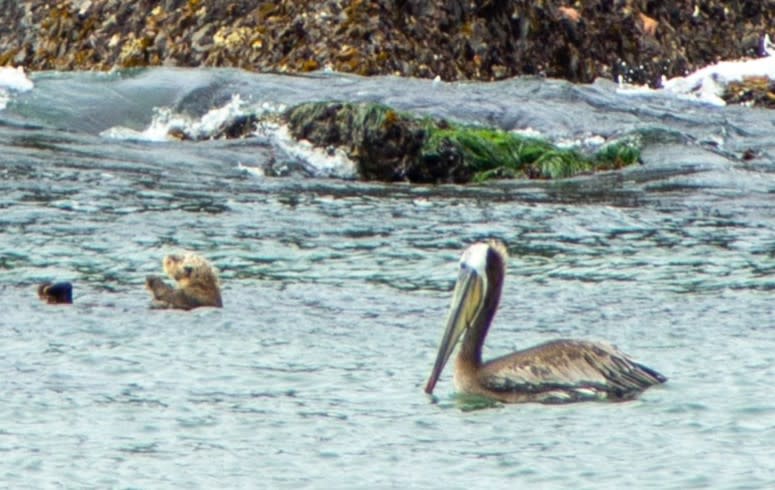 A pair of sea otters were spotted at Ecola Point in Cannon Beach on June 28, 2024. (Courtesy: Chanel Hason)