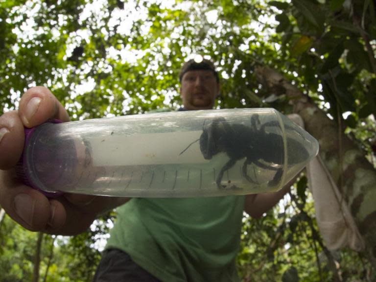 World’s largest bee photographed alive for first time after no sightings for 38 years