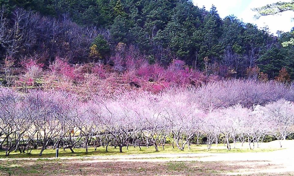 武陵農場梅櫻齊放美景 (圖片來源：Vinge)