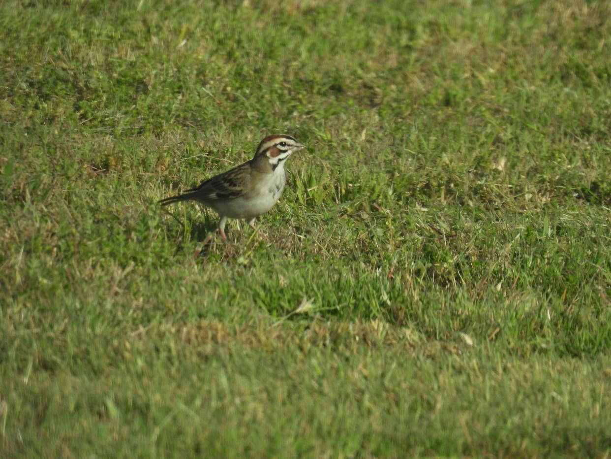 Lark sparrow