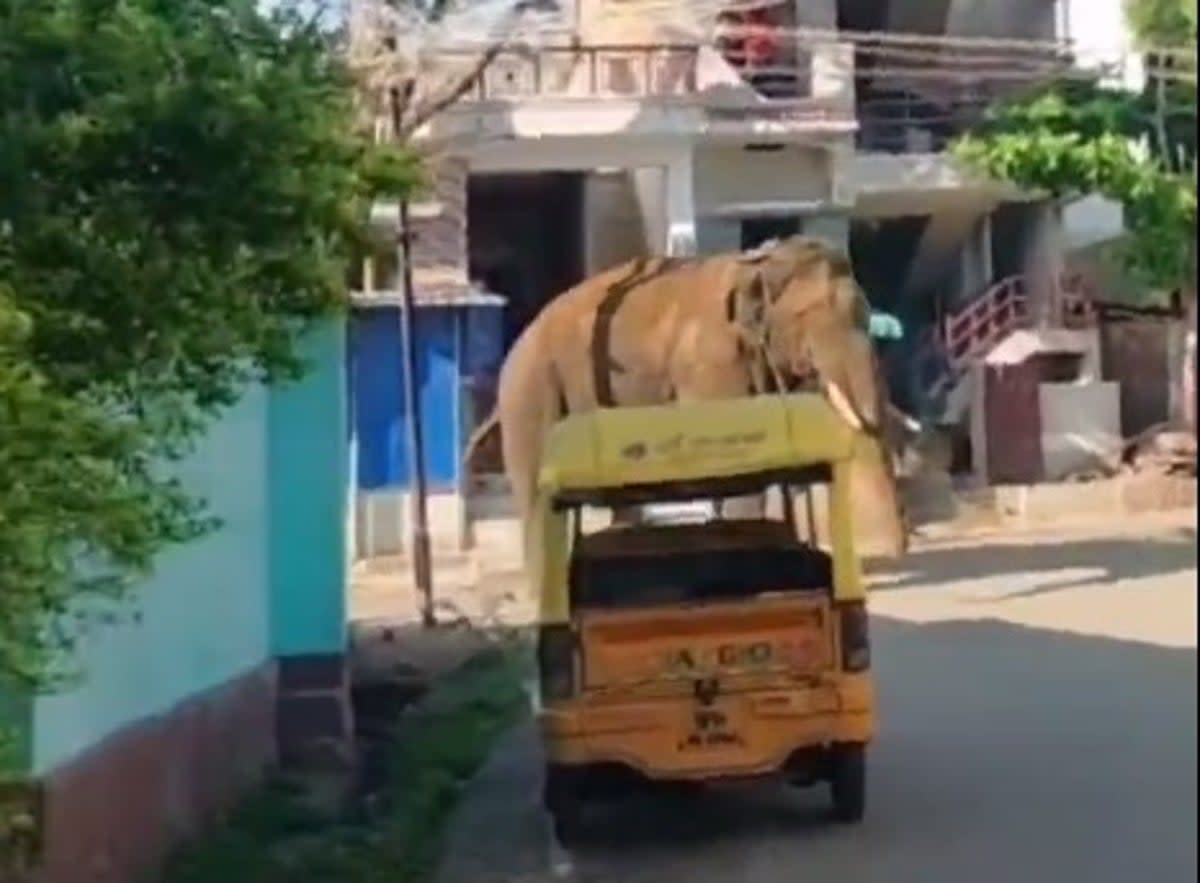 The elephant has reportedly killed 11 people and destroyed 300 houses and shops across the southern Indian states of Kerala and Tamil Nadu in recent years (Twitter)