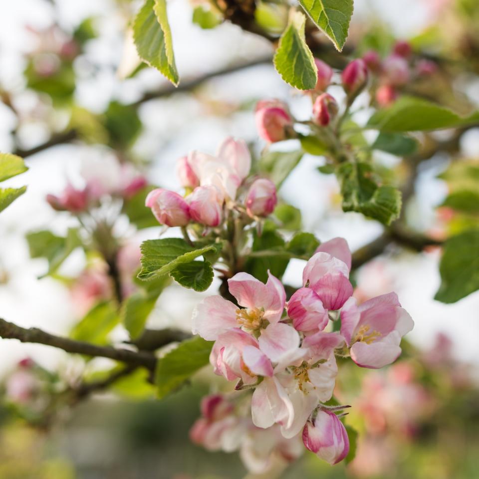 Cherry blossom tree