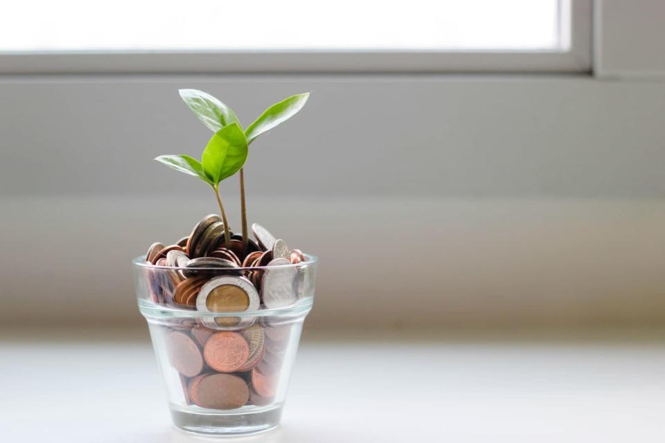 plant growing out of a pot of money