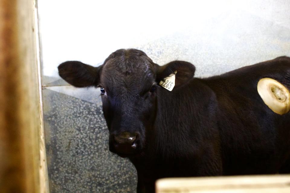 A steer fitted with a cannula that allows scientists to study digestion in its rumen. Merritt Drewery, <a href="http://creativecommons.org/licenses/by-nd/4.0/" rel="nofollow noopener" target="_blank" data-ylk="slk:CC BY-ND;elm:context_link;itc:0;sec:content-canvas" class="link ">CC BY-ND</a>