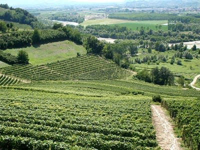 italian vineyard