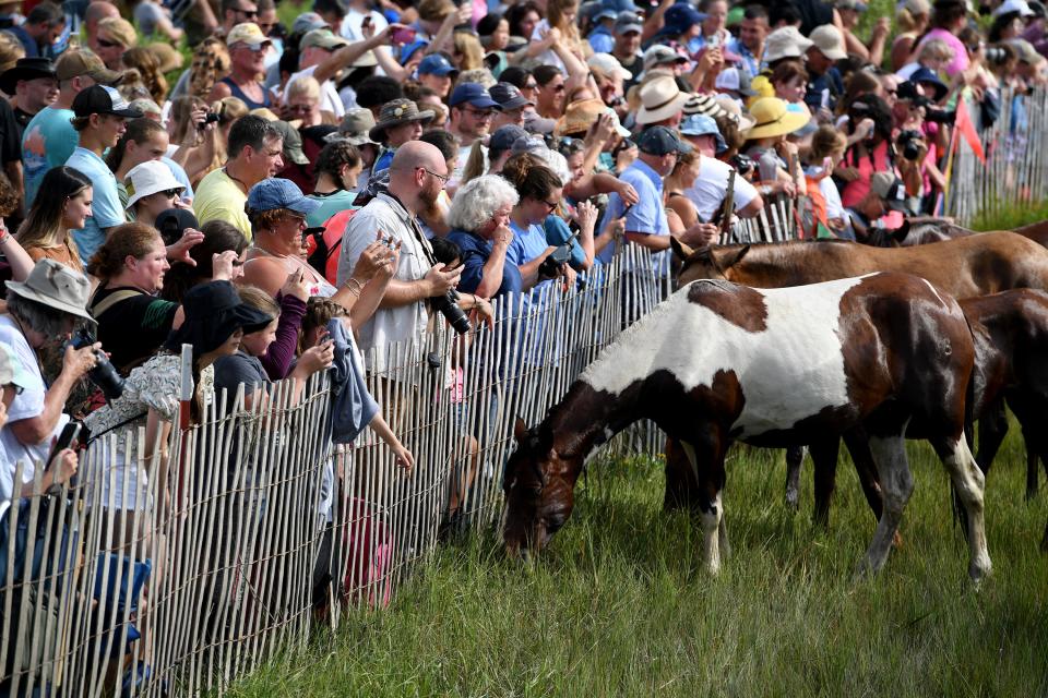 97th Chincoteague Pony Swim Wednesday, July 27, 2022, in Chincoteague, Virginia.