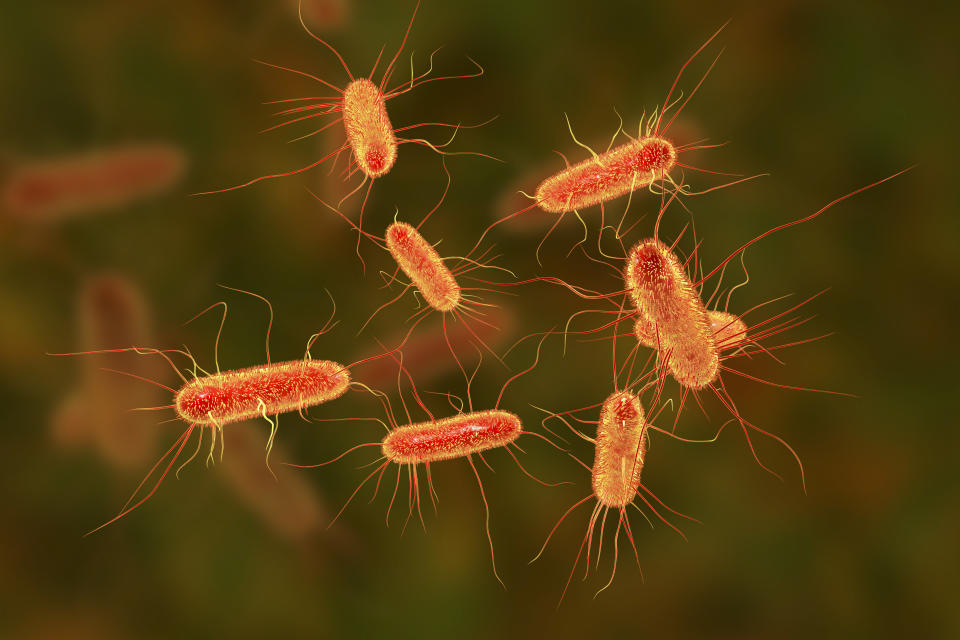 La bacteria escherichia coli es la causante más común de las infecciones urinarias y tiene unos filamentos con los cuales se adhiere a la uretra o la vejiga. (Getty Creative)