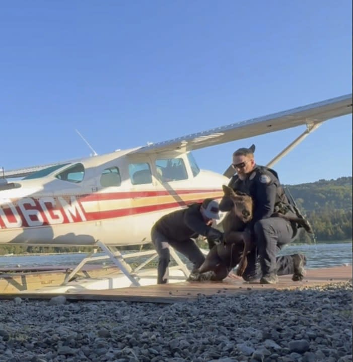 In this image taken from video provided by Spencer Warren, who works for a wilderness guiding service, he arrived about 6:30 a.m. Friday, June 14, 2024, to prepare the floatplane for a client’s trip when he discovered the calf trapped in Beluga Lake in Homer, Alaska. Warren and two police officers rescued the baby calf from what police described as “a sure demise” after it fell into a lake and got stuck in a narrow space between a floatplane and a dock. (Spencer Warren via AP)