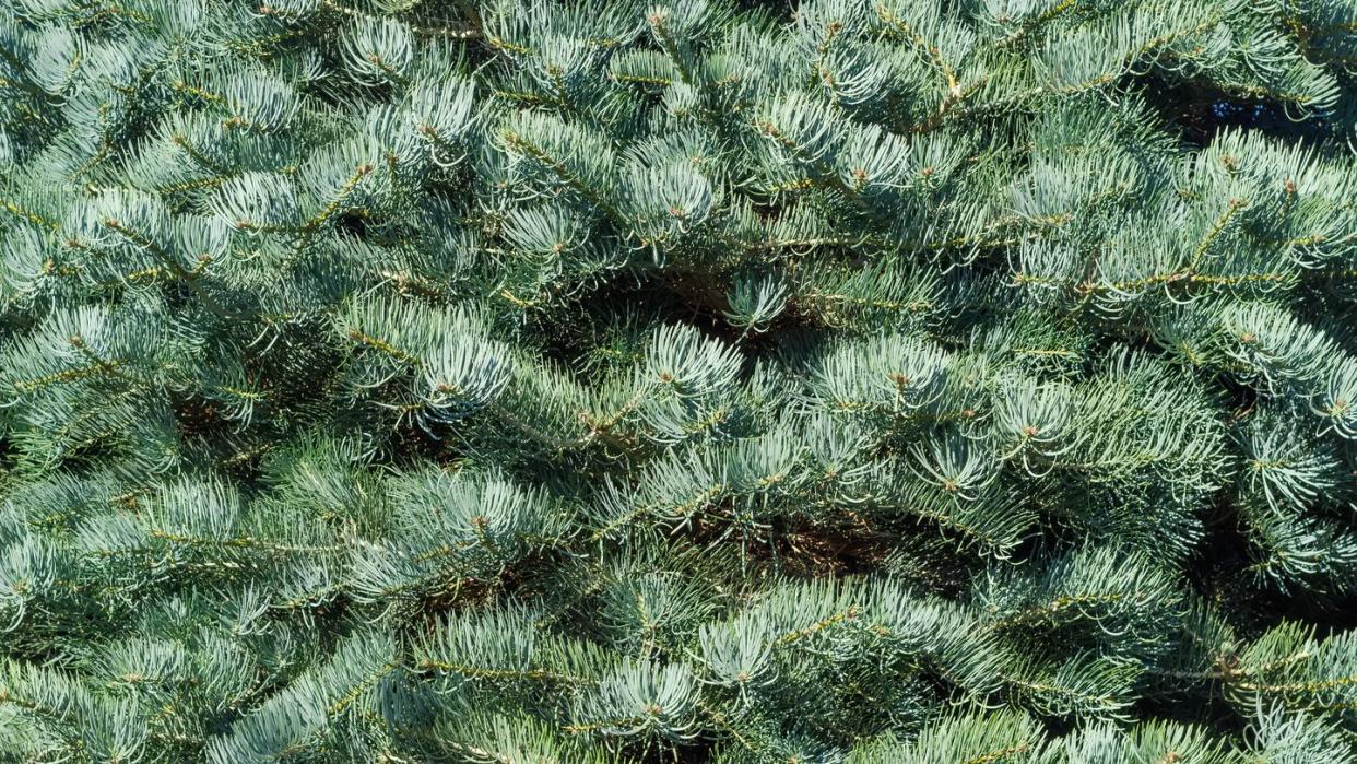 types of christmas trees white fir