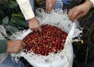 Foto de archivo. Cultivadores inspeccionan café en una plantación cerca de Viota, en el departamento de Cundinamarca