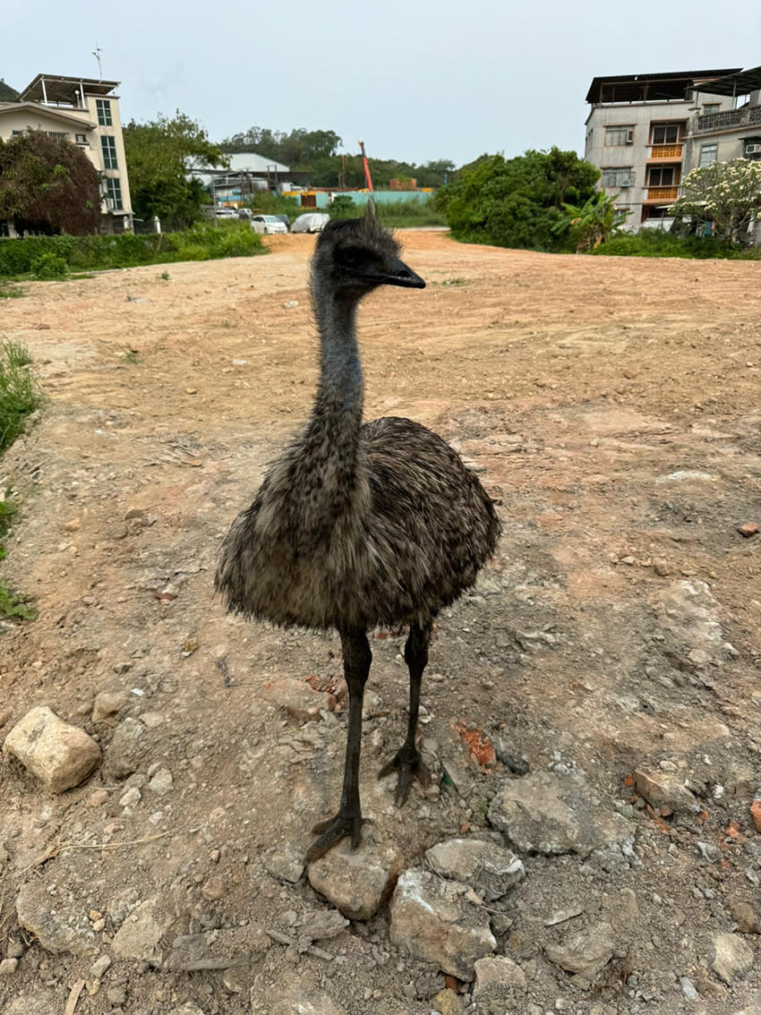 鴕鳥於流浮山四處跑動。