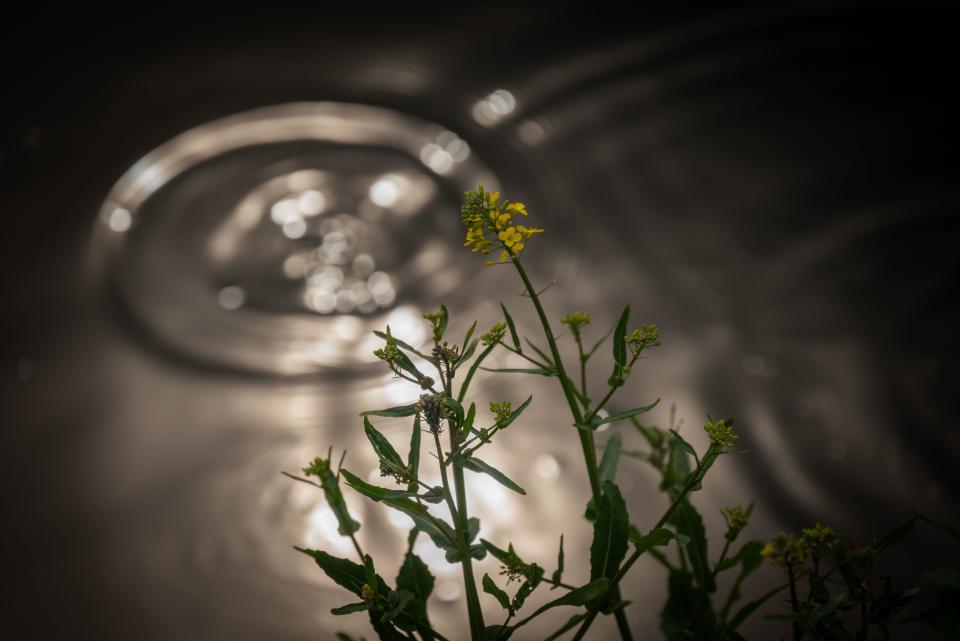 A plant in front of rippling water