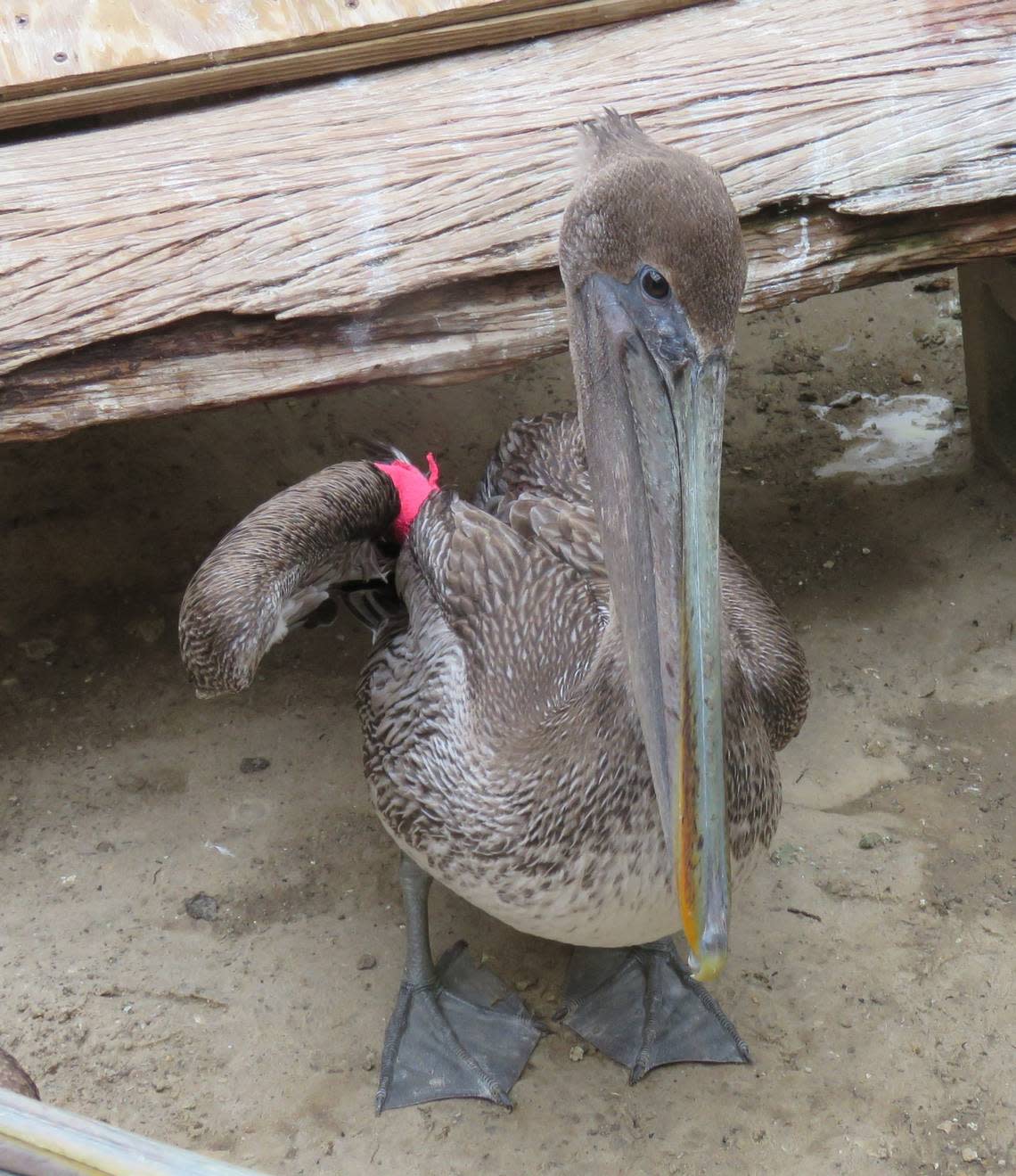 Wildlife shelter operator Mary Ellen Rogers has bandaged the wings of several brown pelicans found on N.C. beaches since January, but doesn’t expect them to survive. More than three dozen have been found dead or injured.