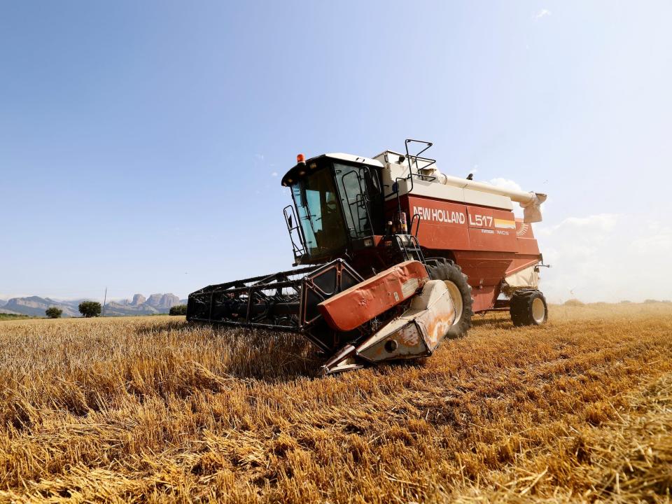 Spanish farmers using a machine to mow a wheat field.