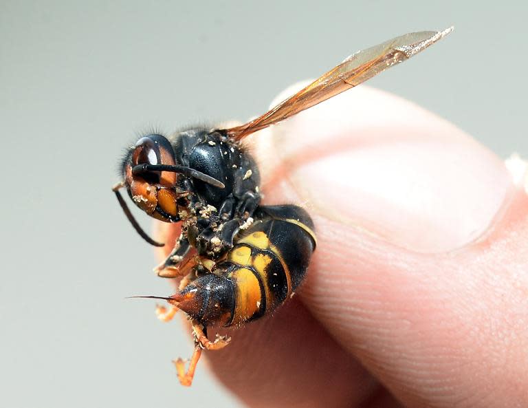 A person holds an Asian hornet, with its stinger poking out