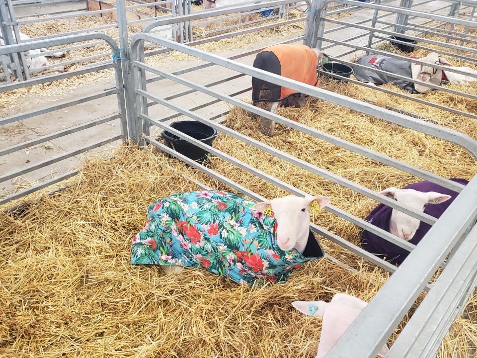 A particularly fashionable sheep sits in a blanket while waiting to compete at the Ohio State Fair.