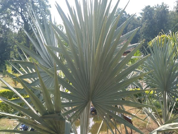 First Palmetum of Uttarakhand in Haldwani