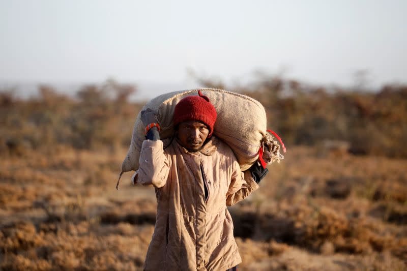 The Wider Image: Farmers fight back: making animal feed from a locust plague