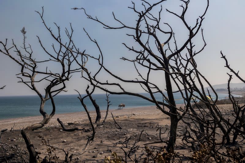 Árboles carbonizados junto a una playa en el pueblo de Kiotari, mientras arde un incendio forestal en la isla de Rodas, Grecia.