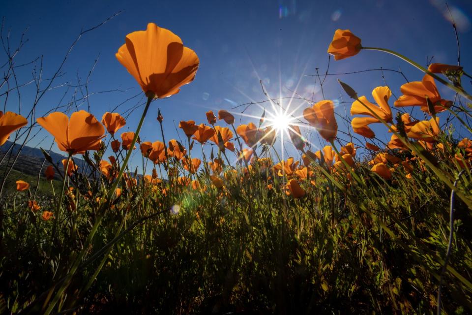 Poppies didn't blanket Walker Canyon hillsides in the past three years due to the drought.