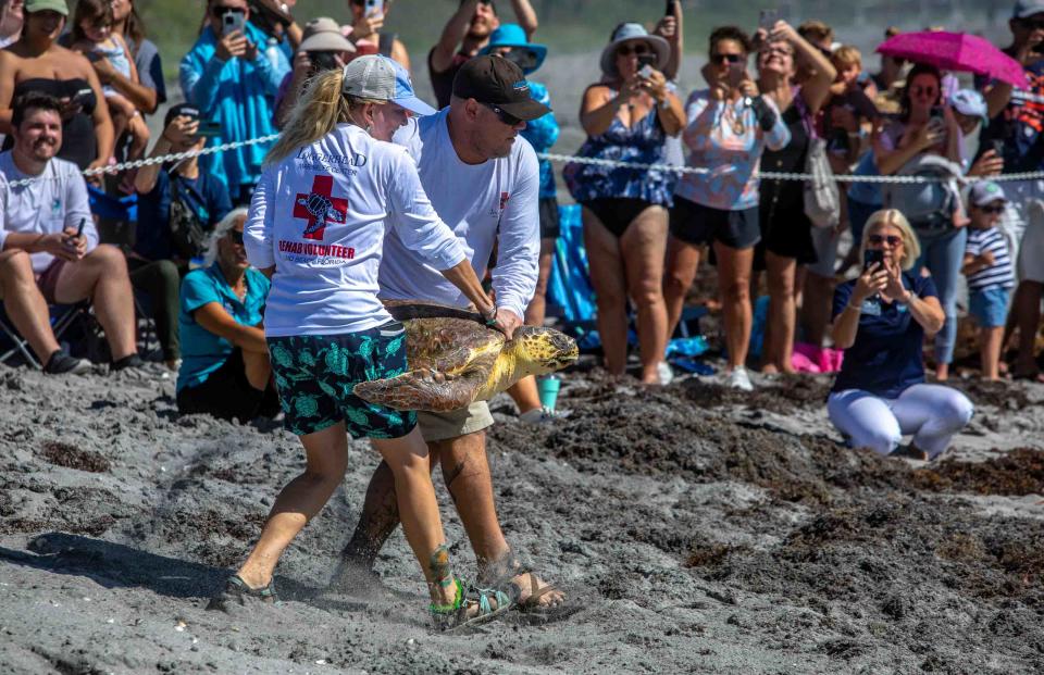 Loggerhead Marinelife Center workers carry Josie, a subadult loggerhead turtle, towards the Atlantic Ocean in Juno where it will be released back into the water after being rehabilitated May 25, 2023. Barnacles, algae and other epibiota were removed from Josie with a freshwater bath. In addition, Josie had a low body weight and received antibiotics during its stay.