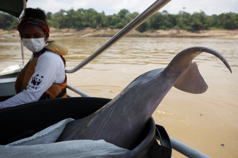 A boat carries a dolphin carcass back to land to be studied by researchers.