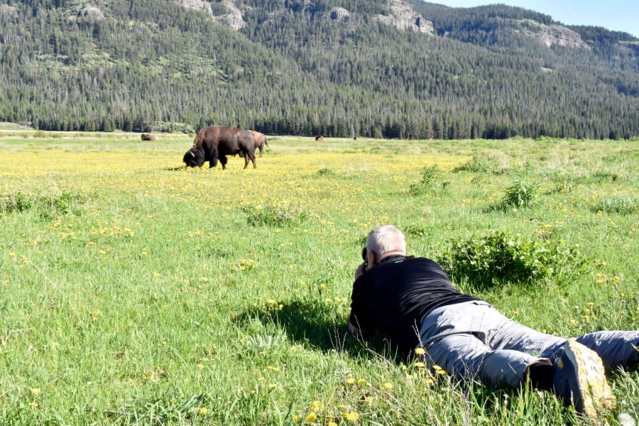 Andrew Scott of Salt Lake City, Utah, takes photographs of bison, also known as buffalo, in Yellowstone National Park, Thursday, June 13, 2024, near Cooke City, Montana. A rare sighting of a white buffalo calf in Yellowstone’s Lamar Valley has spurred visitors to try to catch a glimpse of the animal. (AP Photo/Matthew Brown)