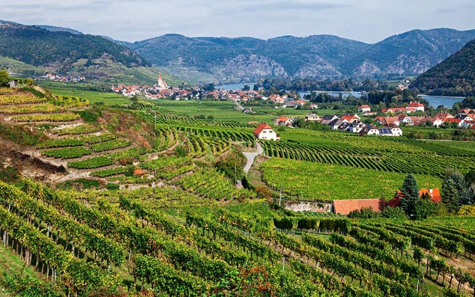 Vineyards around Spitz in the Wachau Valley - getty