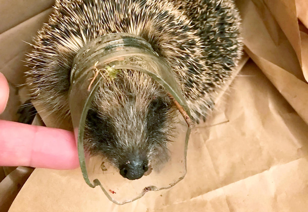 <em>The tiny hedgehog’s head got stuck in a smashed bottle (Picture: SWNS)</em>