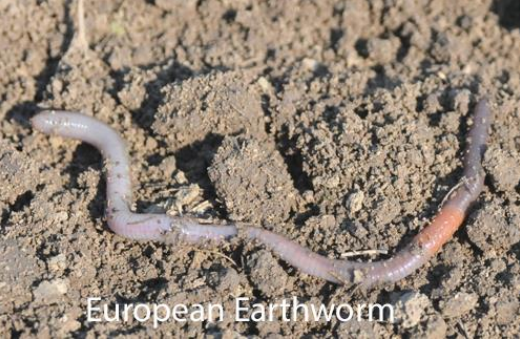 This photo shows a European earthworm, which is common in Kansas.