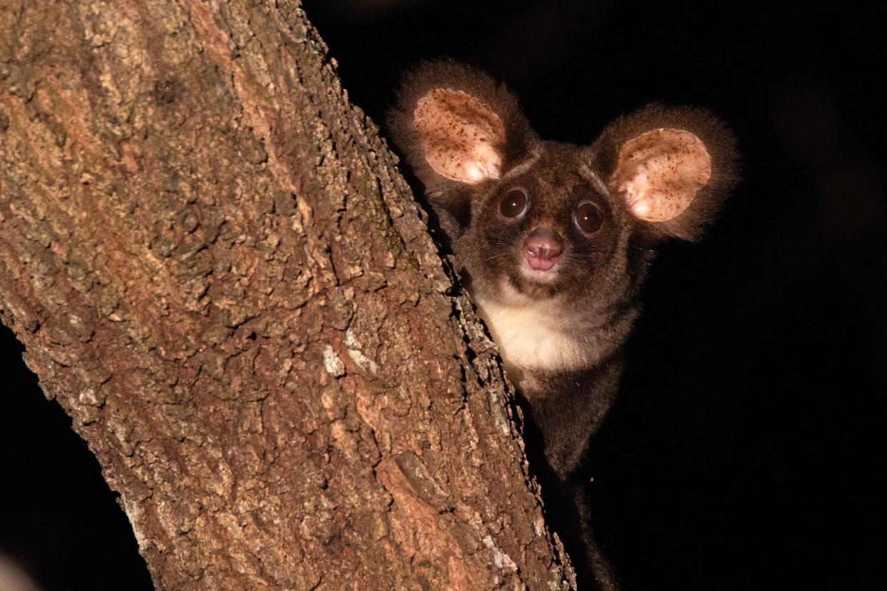 <span>‘It’s a greater!’ … a greater glider pictured by ecologists in south-east Queensland.</span><span>Photograph: Paul Revie/Wildlife Preservation Society of Queensland</span>