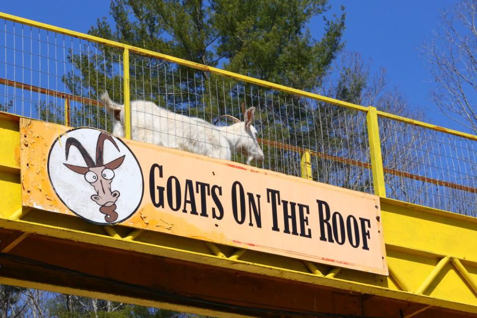 It's Goats on the Roof in Tiger, Ga.